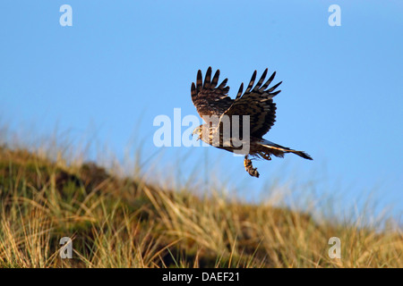 Albanella reale (Circus cyaneus), femmina, volare con la preda, chiamando, Paesi Bassi, Texel Foto Stock