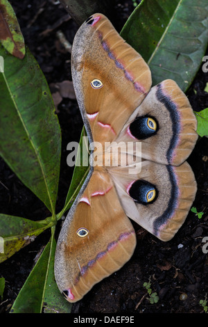 Lepidottero di Polyphemus Foto Stock