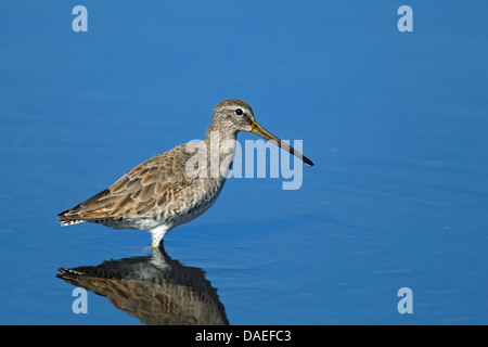 A breve fatturate (dowitcher Limnodromus griseus), in piedi in acqua poco profonda, STATI UNITI D'AMERICA, Florida, Merritt Island Foto Stock