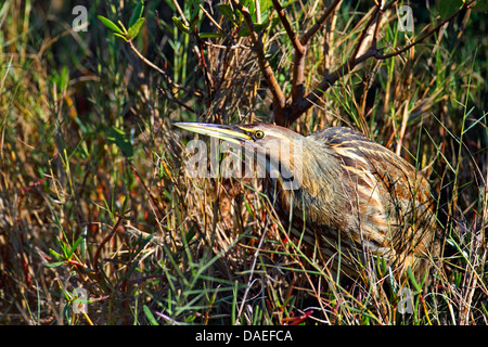 American Tarabuso (Botaurus lentiginosus), in piedi nel letto di reed, STATI UNITI D'AMERICA, Florida, Merritt Island Foto Stock