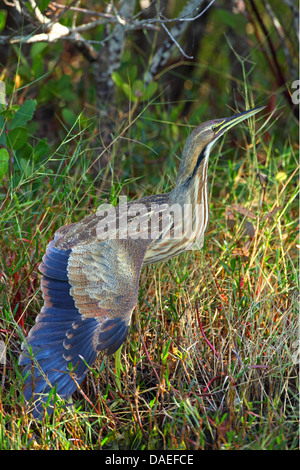 American Tarabuso (Botaurus lentiginosus), in piedi stretching reed la sua ala, STATI UNITI D'AMERICA, Florida, Merritt Island Foto Stock