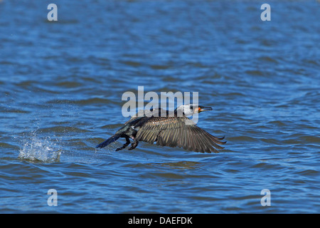 Cormorano (Phalacrocorax carbo) battenti fuori dal lago, Grecia, Kerkinisee Foto Stock