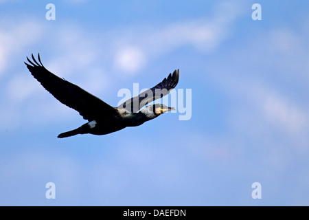 Cormorano (Phalacrocorax carbo) battenti , Grecia, Kerkinisee Foto Stock