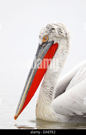 Pellicano dalmata (Pelecanus crispus), allevamento del piumaggio, ritratto della testa, Grecia, Kerkinisee Foto Stock