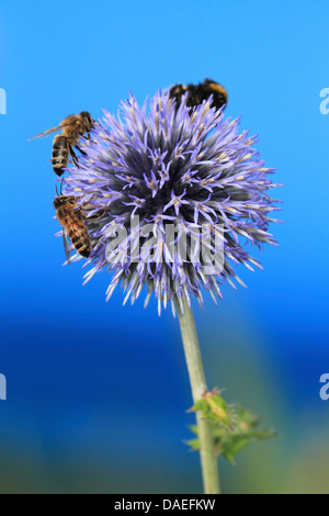 Il miele delle api, hive bee (Apis mellifera mellifera), il miele api su un globethistle, Echinops spec., Germania Foto Stock