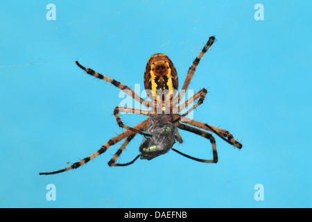 Giallo e nero, argiope giallo e nero garden spider (Argiope bruennichi), con la preda, Germania Foto Stock