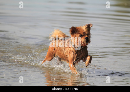 Razza cane (Canis lupus f. familiaris) che corre attraverso l'acqua, Germania Foto Stock