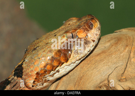 Legname rattlesnake (Crotalus horridus horridus), ritratto Foto Stock