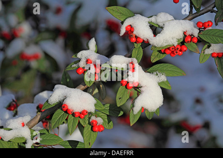 Evergreen Cotoneaster (Cotoneaster x watereri, Cotoneaster watereri), ramo fruttifero nella neve Foto Stock