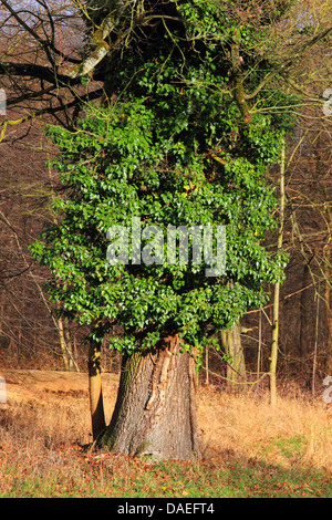 English ivy, comune edera (Hedera helix), evergreen woody scalatore un vecchio albero, Germania Foto Stock