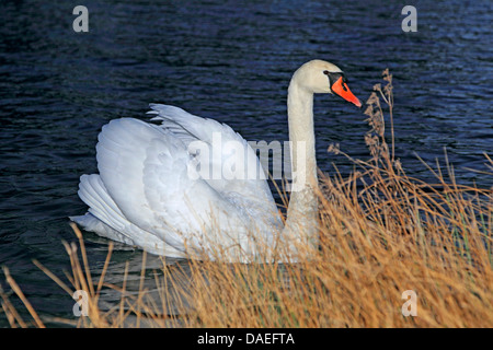 Cigno (Cygnus olor), a riva del Reno, Germania Foto Stock