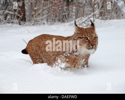 Nord (Lynx Lynx Lynx lynx), nella neve, Germania Foto Stock