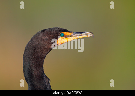 Double-crested cormorano (Phalacrocorax auritus), ritratto della testa, STATI UNITI D'AMERICA, Florida Everglades National Park Foto Stock