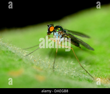 Verde zampe lunghe Fly arroccato su una pianta a foglia. Foto Stock