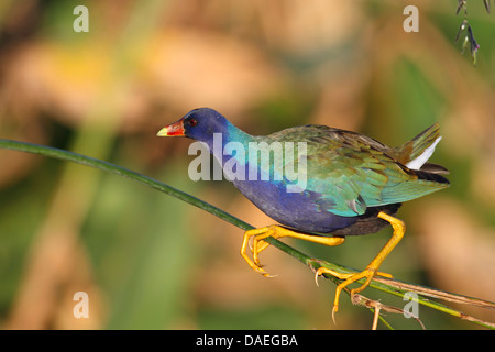 Pollo sultano, American pollo sultano (Gallinula Martinica, Porphyrula Martinica, Porphyrio Martinica), arrampicata in canneti, STATI UNITI D'AMERICA, Florida Foto Stock