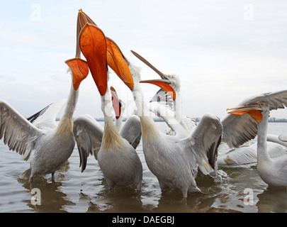 Pellicano dalmata (Pelecanus crispus), pellicani cercare di catturare un pesce di lancio, in Grecia, il lago di Kerkini Foto Stock