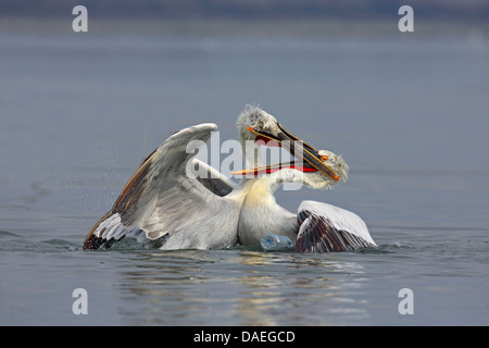 Pellicano dalmata (Pelecanus crispus), due pellicani dalmata di lotta per un piccolo pesce, Grecia, il lago di Kerkini Foto Stock