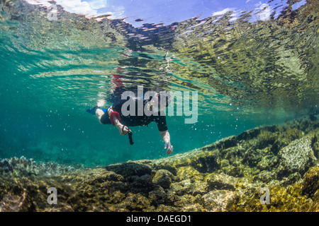 Karen Rentz esplorando il Kapoho pozze di marea (Wai'OPAE Tidepools vita marina conservazione distretto), a sud di Hilo, Hawaii, STATI UNITI D'AMERICA Foto Stock