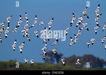 Pied avocet (Recurvirostra avosetta), flying gregge, Spagna, Andalusia, Coto de Donana Parco Nazionale Foto Stock