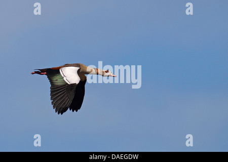 Oca egiziana (Alopochen aegyptiacus), flying , Paesi Bassi, Texel Foto Stock