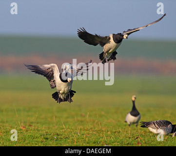 Barnacle goose (Branta leucopsis), flying oche, atterraggio, Paesi Bassi, Frisia Foto Stock