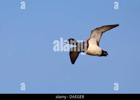 Moretta (Aythya fuligula), flying maschio, Paesi Bassi, Texel Foto Stock