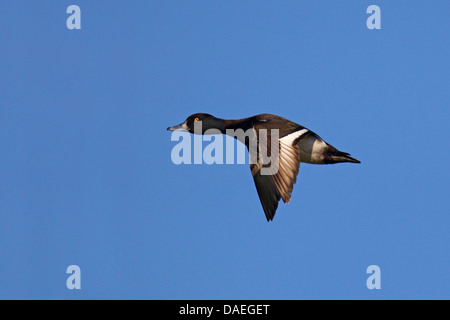 Moretta (Aythya fuligula), flying maschio, Paesi Bassi, Texel Foto Stock