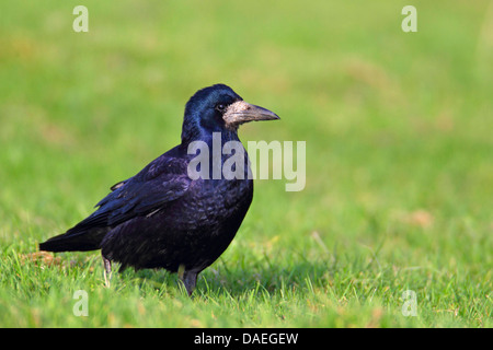 Rook (Corvus frugilegus), in piedi sulla terra di pascolo, Paesi Bassi, Frisia Foto Stock