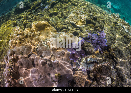 Codoli trusty, Acanthurus triostegus, con riso blu, corallo Montipora flabellata, Kapoho in pozze di marea, Big Island, Hawaii, STATI UNITI D'AMERICA Foto Stock