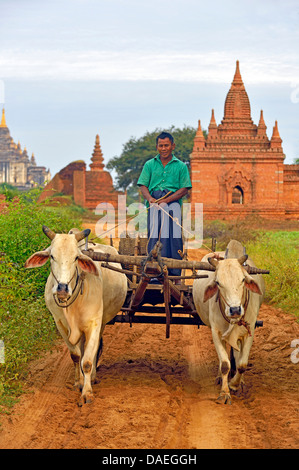 Gli animali domestici della specie bovina (Bos primigenius f. taurus), l'uomo che va al prossimo villaggio su una strada di fango con un carrello di giovenco, Birmania, Bagan Foto Stock