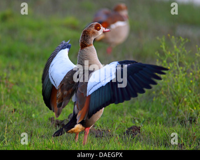 Oca egiziana (Alopochen aegyptiacus), maschio in piedi su un prato ed sbattere le ali, Paesi Bassi, Flevoland Foto Stock