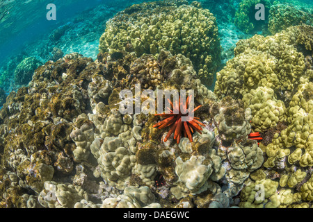 Matite di ardesia Urchin (Heterocentrotus mammillatus) sulla coral in Kapoho pozze di marea nei pressi di Hilo sulla Big Island, Hawaii, STATI UNITI D'AMERICA Foto Stock