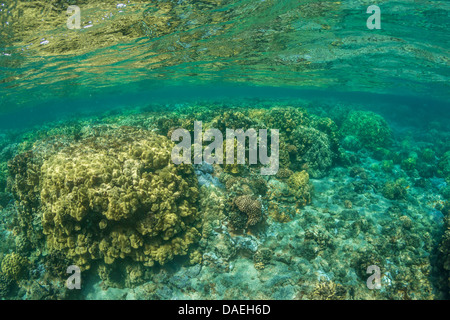 Coralli in Kapoho pozze di marea riflettendo fino sulla superficie dell'acqua, a sud di Hilo, Big Island, Hawaii, STATI UNITI D'AMERICA Foto Stock