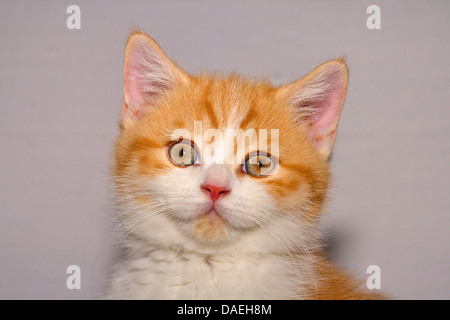 British Shorthair (Felis silvestris f. catus), il ritratto di nove settimane vecchio rosso e bianco tomcat Foto Stock