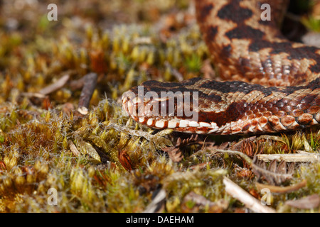 Unione sommatore (Vipera berus) adulto snake, close-up di testa, Dorset, England, Regno Unito, Europa Foto Stock