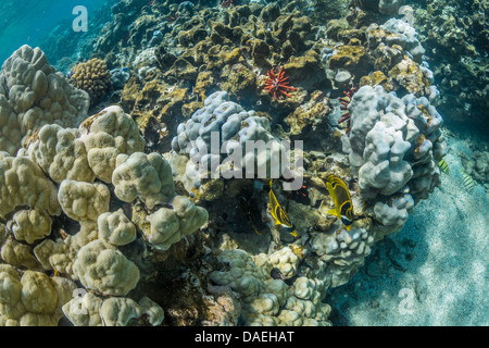 Raccoon Butterflyfish, Chaetodon lunula, coralli e ricci di Kapoho in pozze di marea nei pressi di Hilo, Big Island, Hawaii, STATI UNITI D'AMERICA Foto Stock