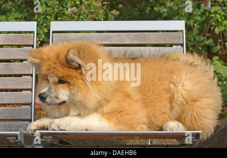 Akita Inu (Canis lupus f. familiaris), a quattro mesi di vecchio cucciolo sdraiato su una panchina nel parco Foto Stock