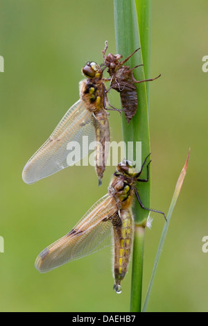 Quattro-spotted chaser dragonfly (Libellula quadrimaculata) due adulti emergono su reed, Norfolk, Inghilterra, Regno Unito, Europa Foto Stock