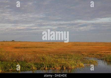 Sawgrass-prairie, STATI UNITI D'AMERICA, Florida Everglades National Park Foto Stock