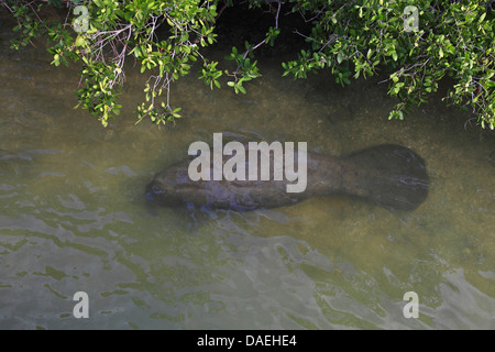 West Indian lamantino, Florida manatee, lamantino dei Caraibi, Antillean lamantino (Trichechus manatus), lamantino giacenti nelle calde acque poco profonde, STATI UNITI D'AMERICA, Florida, Tampa Bay Foto Stock