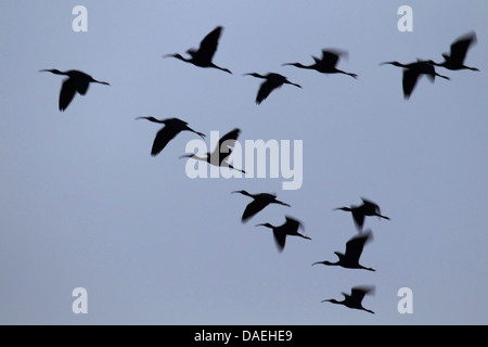 Ibis lucido (Plegadis falcinellus), gregge battenti per il posatoio dopo il tramonto, STATI UNITI D'AMERICA, Florida Foto Stock