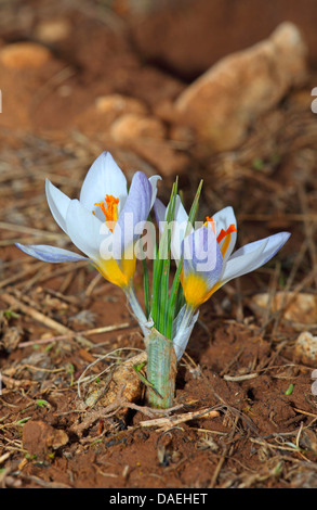 Scotch Crocus (Crocus biflorus), la fioritura delle piante sul suolo sparse, Turchia, Provinz Mersin, Taurusgebirge Foto Stock