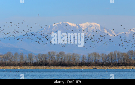 Pochard comune (Aythya ferina, Anas ferina), gregge battenti di fronte al coperto di neve montagne Belasiza, Grecia, il lago di Kerkini Foto Stock