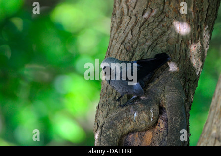 Taccola (Corvus monedula), adulto in corrispondenza del suo foro di nesting, in Germania, in Renania settentrionale-Vestfalia Foto Stock