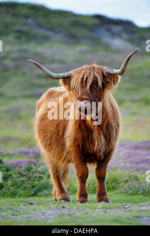 Highland scozzesi bovini (Bos primigenius f. taurus), animale adulto paesaggio di dune, Paesi Bassi, Texel, De Bollekamer Foto Stock