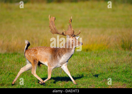 Daini (Dama Dama, Cervus dama), feste di addio al celibato rapidamente in esecuzione in un prato, Germania Foto Stock