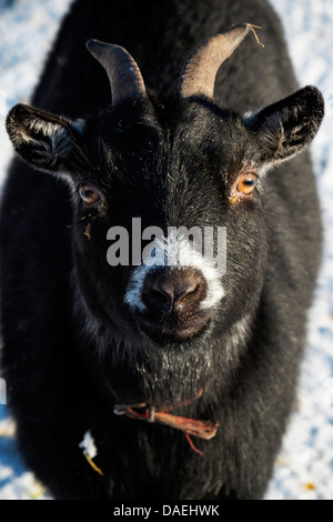 Capra domestica (Capra hircus, Capra aegagrus f. hircus), il ritratto di una capra nero nella neve, in Germania, in Renania settentrionale-Vestfalia Foto Stock