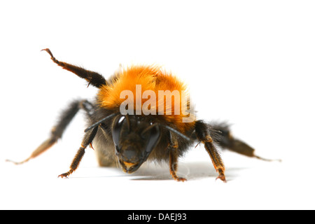 La danza aerobica Bumble Bee isolati su sfondo bianco Foto Stock