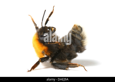 La danza aerobica Bumble Bee isolati su sfondo bianco Foto Stock