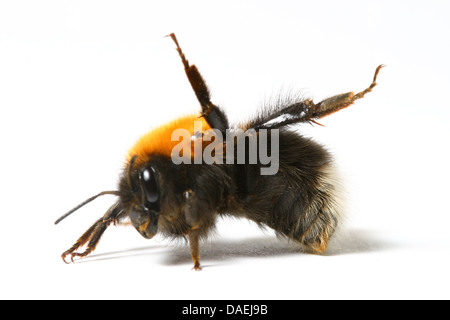 La danza aerobica Bumble Bee isolati su sfondo bianco Foto Stock